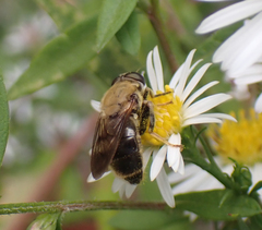 Pterallastes thoracicus