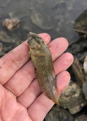 Chasmodes bosquianus