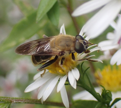 Pterallastes thoracicus
