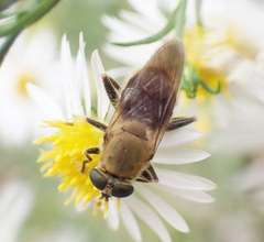 Pterallastes thoracicus