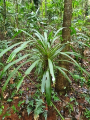 Cordyline stricta