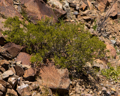 Lycium bridgesii