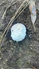 Leucocoprinus cretaceus