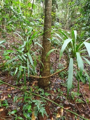 Cordyline stricta