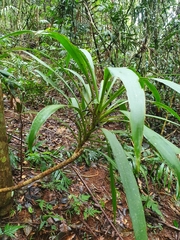 Cordyline stricta