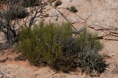 Ephedra viridis
