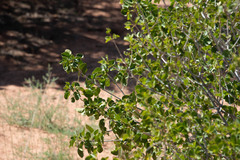 Fraxinus anomala