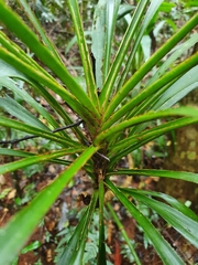 Cordyline stricta