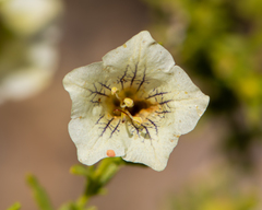 Lycium bridgesii