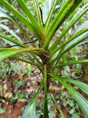 Cordyline stricta