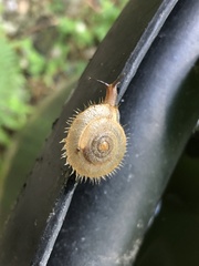 Plectotropis mackensii