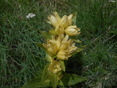 Gentiana punctata