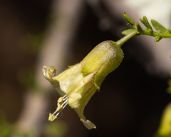 Lycium bridgesii
