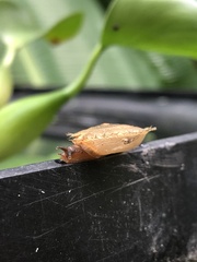 Plectotropis mackensii