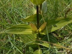 Gentiana punctata