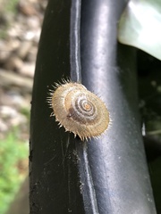 Plectotropis mackensii