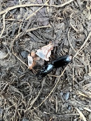 Scarites subterraneus