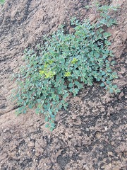 Euphorbia cinerascens