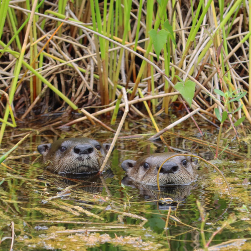 North American River Otter photographed in Florida