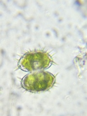 Staurastrum polytrichum