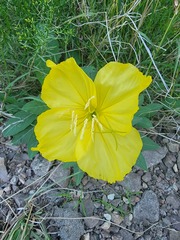 Oenothera brachycarpa