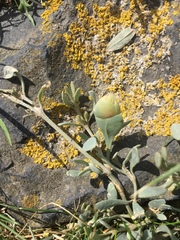 Atriplex portulacoides