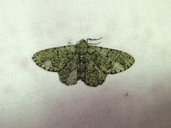 Ophthalmitis xanthypochlora