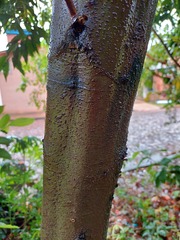 Mangifera indica