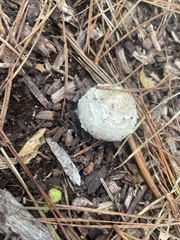 Amanita magniverrucata