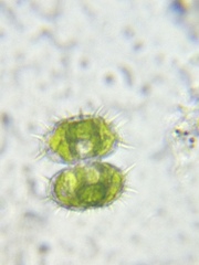 Staurastrum polytrichum