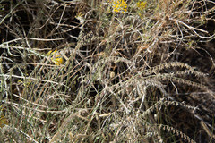 Bouteloua curtipendula