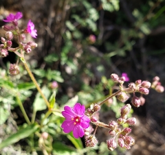 Mirabilis viscosa