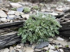 Artemisia morrisonensis
