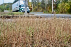 Sporobolus cryptandrus