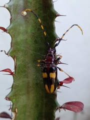 Dendrobias mandibularis