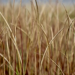 Sporobolus cryptandrus