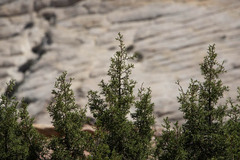 Juniperus osteosperma