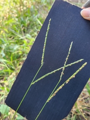 Paspalum langei