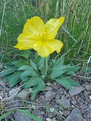 Oenothera brachycarpa