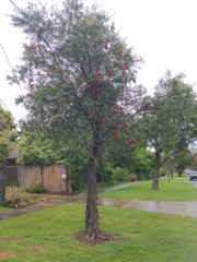 Melaleuca viminalis