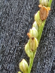 Paspalum langei