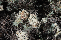 Eriogonum corymbosum