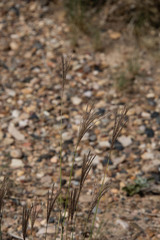 Bothriochloa ischaemum