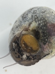 Agathistoma fasciatum