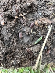 Holoverticata