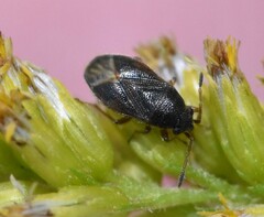 Stygnocoris