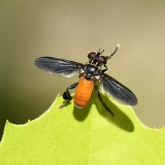 Galactomyia