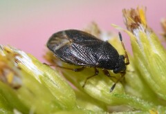 Stygnocoris
