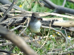 Myiarchus cinerascens