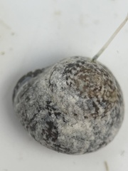 Agathistoma fasciatum